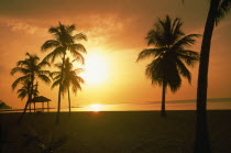 Beach & palms silhouetted at dawn  yellow/orange sky  beach hut