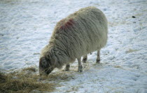 Sheep eating hay in snow.