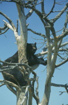American Black Bear  Ursus americanus .  Single animal in tree.