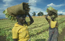 Women working on tobacco farm.