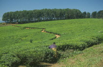 Tea plantation and pickers in area of tea growing and subsistence farming