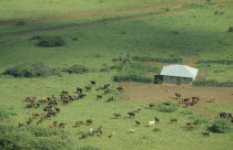 Aerial view over Tutsi farmstead and longhorn cattle.Watutsi