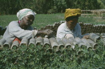 Women working in plant nursery.
