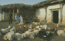 Sheep farmer and family outside home in remote village with flock in foreground.