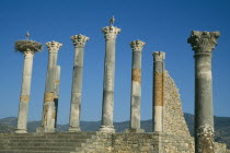 Roman ruins of the Capitol dating from 217 AD with storks nesting on top of the Corinthian columns and hills beyond.