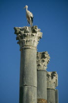 Roman ruins of the Capitol dating from 217 AD with storks nesting on top of the Corinthian columns.