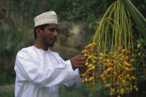 Omani man collecting dates.