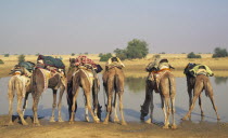 Camels being used for a trek having a break and drinking water.