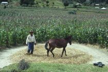 Farmer using a horse to thresh straw.