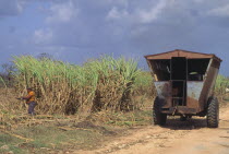 A wagon on the road and a man harvesting sugar cane using a machete.
