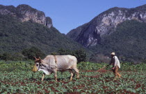Farmer ploughing tobacco field with an ox, hills in background.