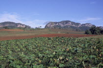 Tobacco field  with hills in background.