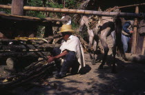 A man pressing sugar cane.