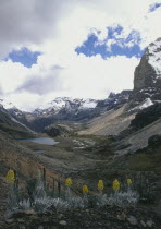 Frailejon plants  with Sierra Nevada de Cocuy behind