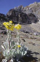 Sierra Nevada de Cocuy  Frailejon plant with mountains in the background.