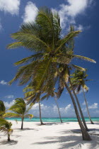 Coconut trees on the beach at Palm Island Resort
