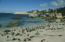 Coastline with sandy beach and large outcrops of rocks with colony of Jackass Penguins.