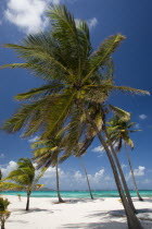 Coconut trees on the beach at Palm Island Resort