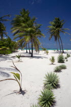 Coconut trees and plants on the beach at Palm Island ResortBeaches Caribbean Sand Sandy Seaside Shore Tourism West Indies Windward Islands Scenic Beaches Caribbean Sand Sandy Seaside Shore Tourism W...