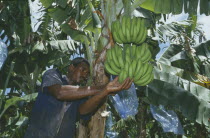 Man working on a banana plantation.