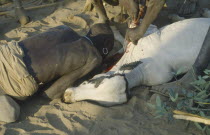 Mursi man drinking blood from sacrificed ox during Nitha Age Set Ceremony.Pastoral people aka Murzu