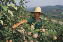 Apple farmer pruning trees in orchard.