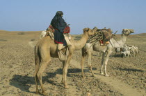 Woman on camel in desert landscape with other led camel carrying load of firewood.