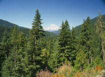 Mount Rainer seen through trees from near White Pass.