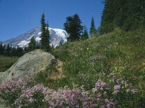 Paradise. Cascade Aster and Pasque flower seedheads below snowcapped peaks.