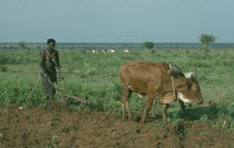 Jie woman using ox drawn plough to prepare maize field.  Jie are a central subtribe of the pastoral Karamojong