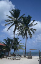 Tonis hotel beach with palm trees