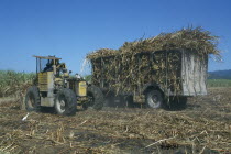Sugar cane being loaded by tractor onto trailer in a field at Frome Estate
