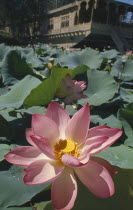 Nagin Lake. Close up of Lotus flower with houseboat behind