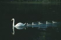Swan with cygnets following in line in water