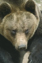Brown Bear  ursus arctos  portrait in Abruzzo National Park Italy