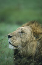 Male Lion  panthera leo  portrait in Ngorongoro Crater Tanzania