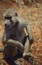 Olive Baboon sitting on the ground at Tsavo Kenya