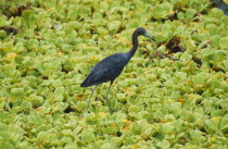 Glossy Ibis walking on water cucumber plants in water in  Florida USA