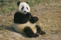 Giant Panda sitting on ground eating at Beijing Zoo