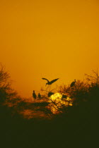 Storks nesting at sunset in a tree with one landing at Bharatpur Rajasthan India