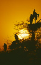 Storks nesting in tree at sunset in Bharatpur Rajasthan India