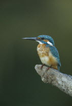 Kingfisher  alcedo atthis  perched on a branch in Bharatpur Rajasthan India