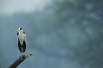Grey Heron  ardea cinerea sitting on tree branch  in Bharatpur Rajasthan India