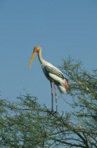 Painted Stork  ibis leucocephalus  sitting in a tree in Bharatpur Rajasthan India