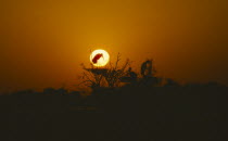 Storks nesting in tree at sunset in Bharatpur Rajasthan India