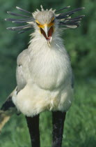 Secretary Bird  sagittarius serpentarius  standing with beak open