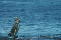 Galapagos Penguin  spheniscus mendiculus  standing by water with mouth open on Bartolome Galapagos Islands
