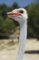 Portrait of Ostrich bird