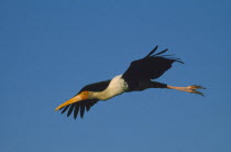 Painted Stork  ibis leucocephalus  in flight at Bharatpur Rajasthan India