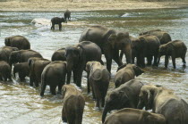 Indian Elephant herd from orphanage sanctuary at Pinawella near Kandy bathe in the Maha Oya river  Sri Lanka